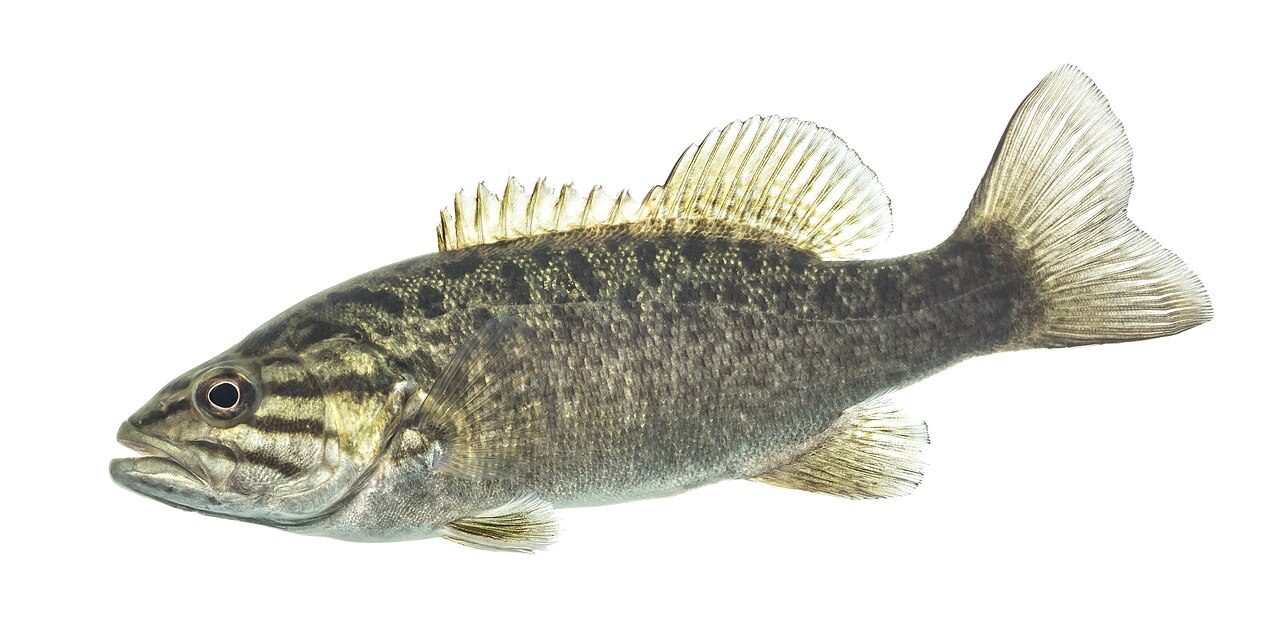 Smallmouth Bass reference