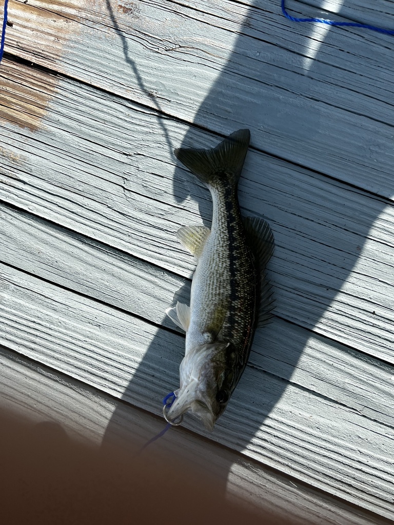 Alabama Bass reference