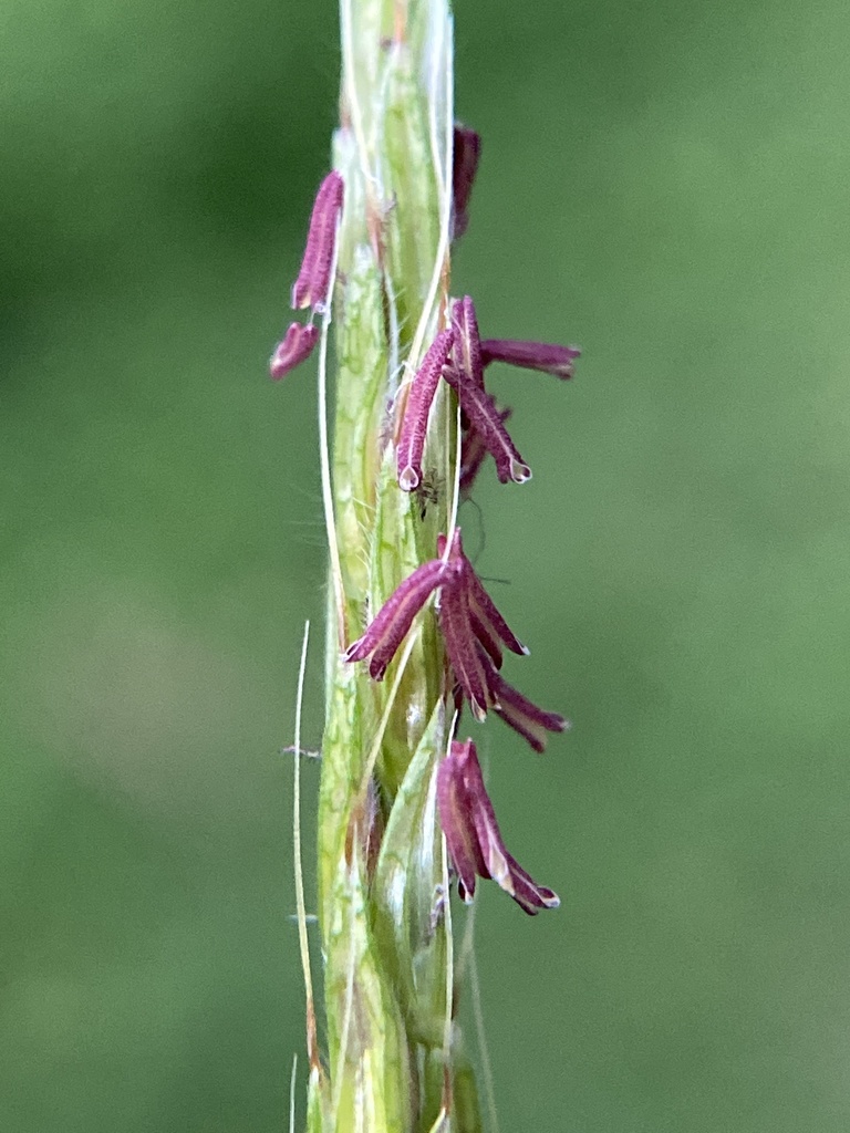 Japanese Stiltgrass reference