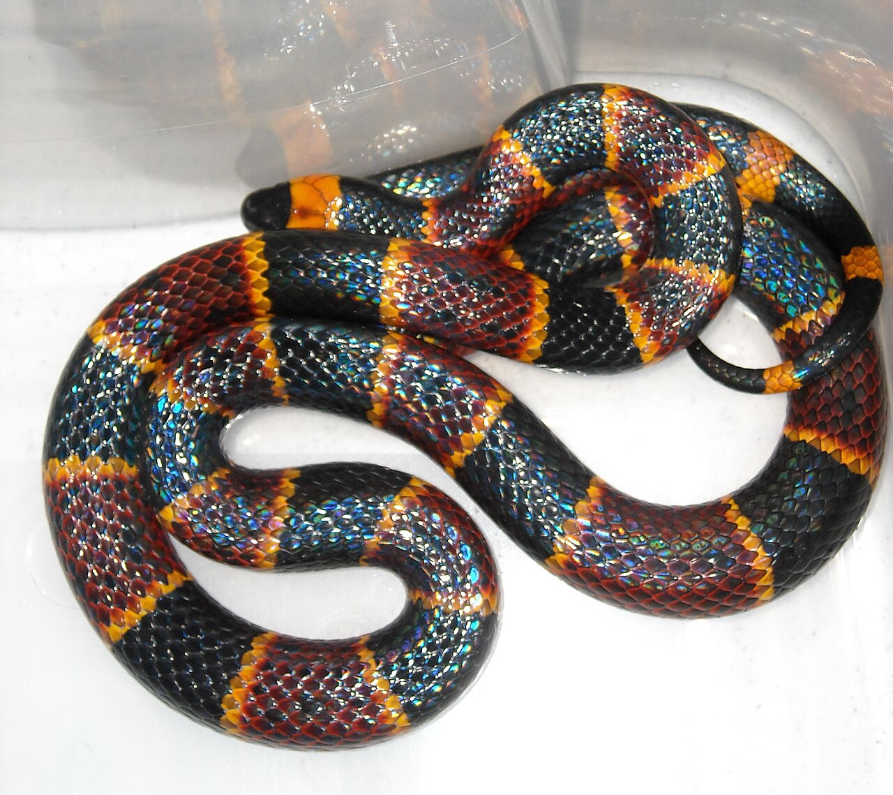 Micrurus fulvius reference