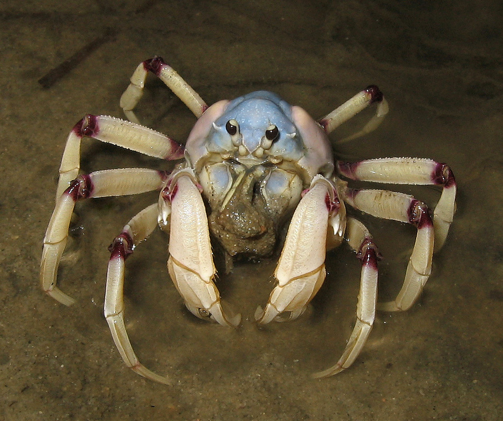 Light-blue Soldier Crab reference