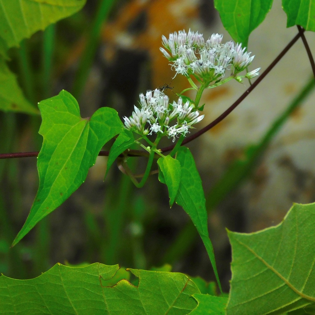 climbing hempvine reference
