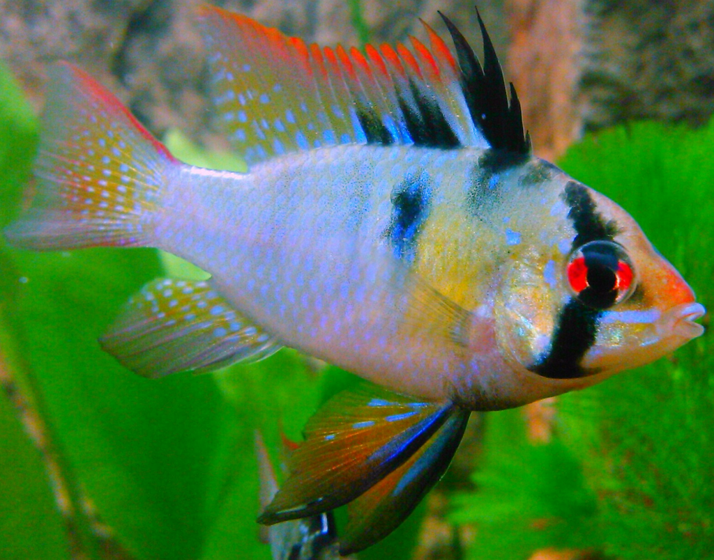 Blue Ram Cichlid reference
