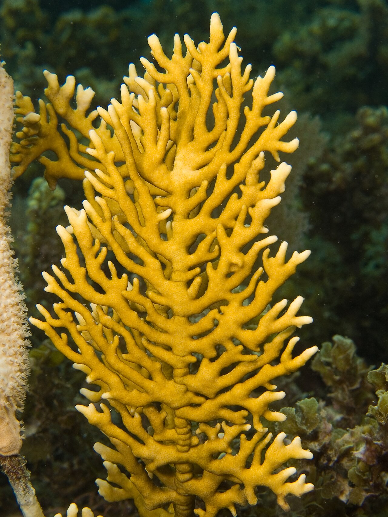 Fire Coral reference