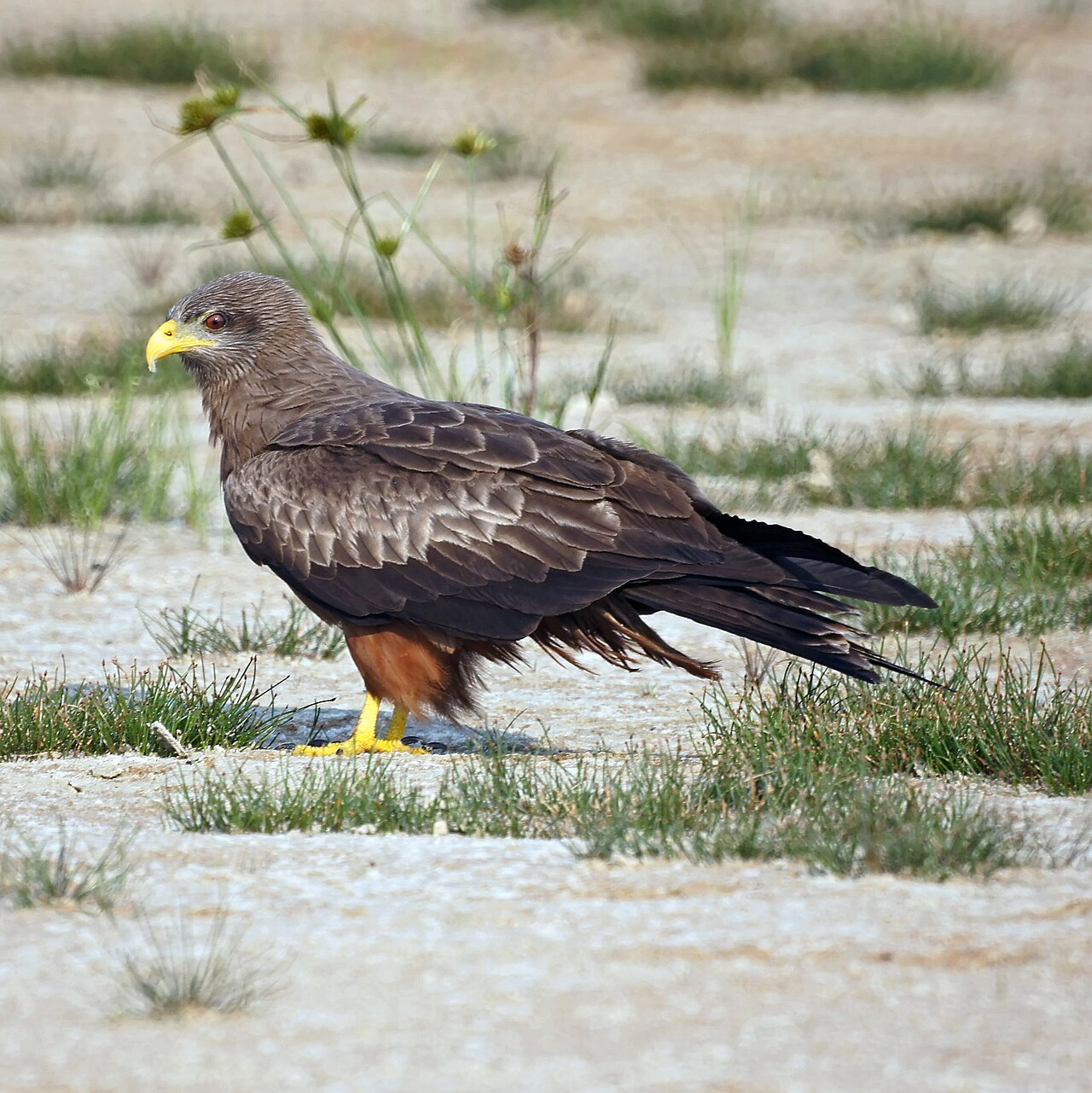 Yellow-billed Kite reference