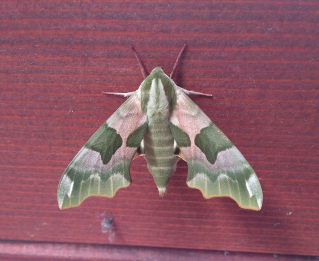 Lime Hawkmoth reference