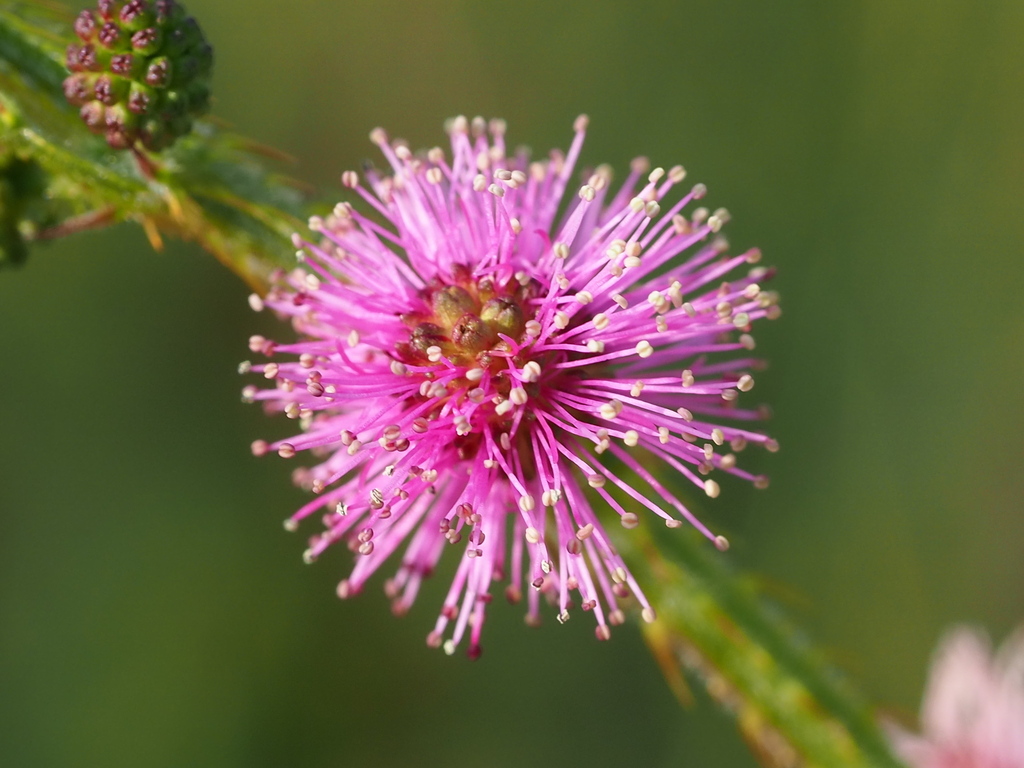 Giant False Sensitive Plant reference