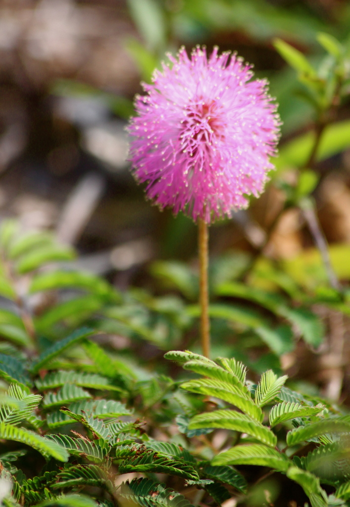 Sunshine Mimosa reference