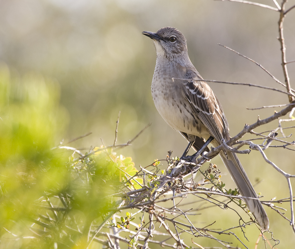 Bahama Mockingbird reference