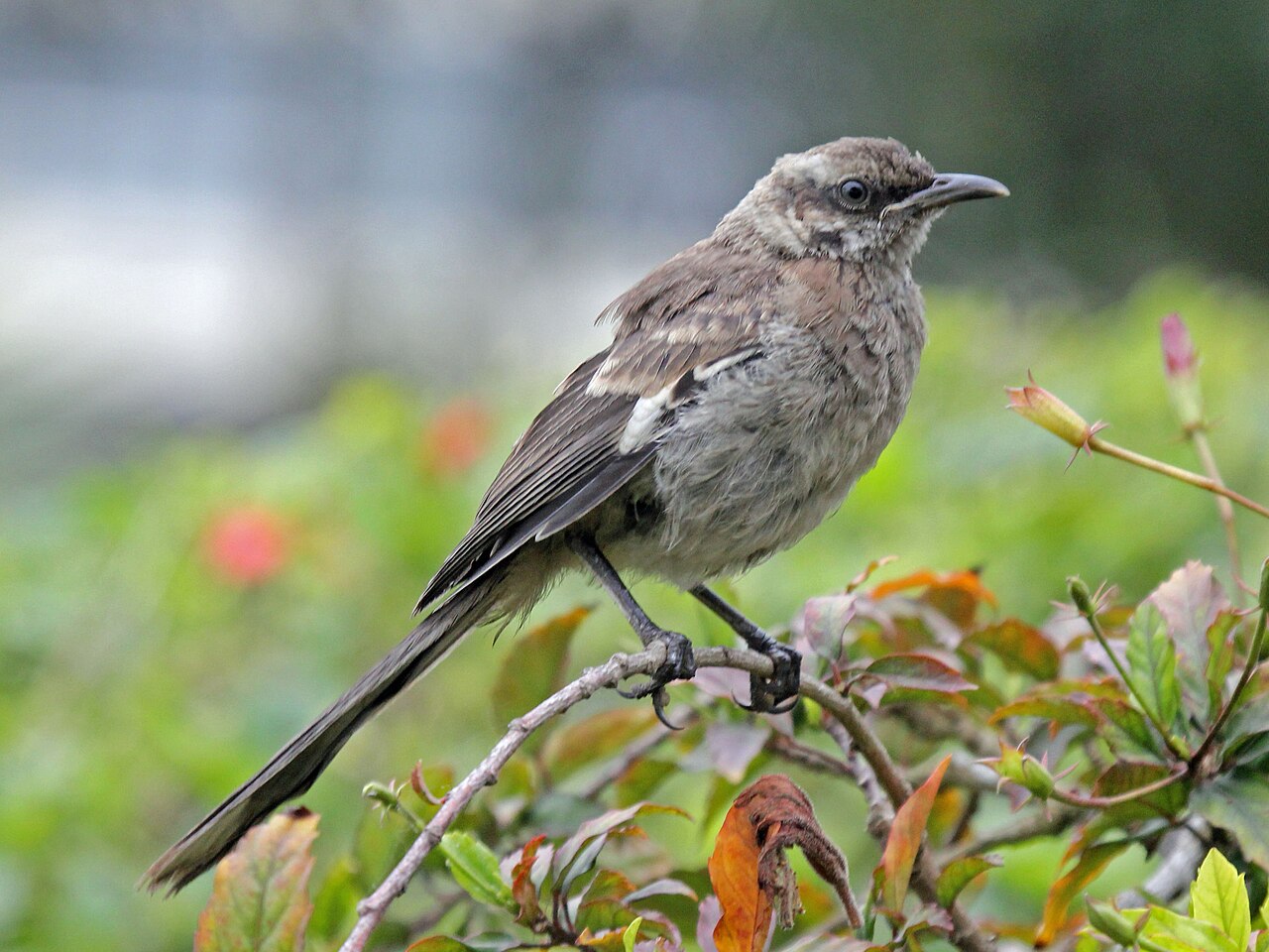Long-tailed Mockingbird reference