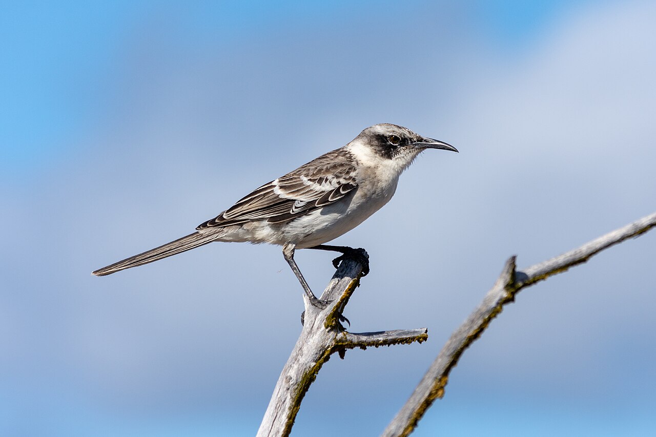 Galapagos Mockingbird reference