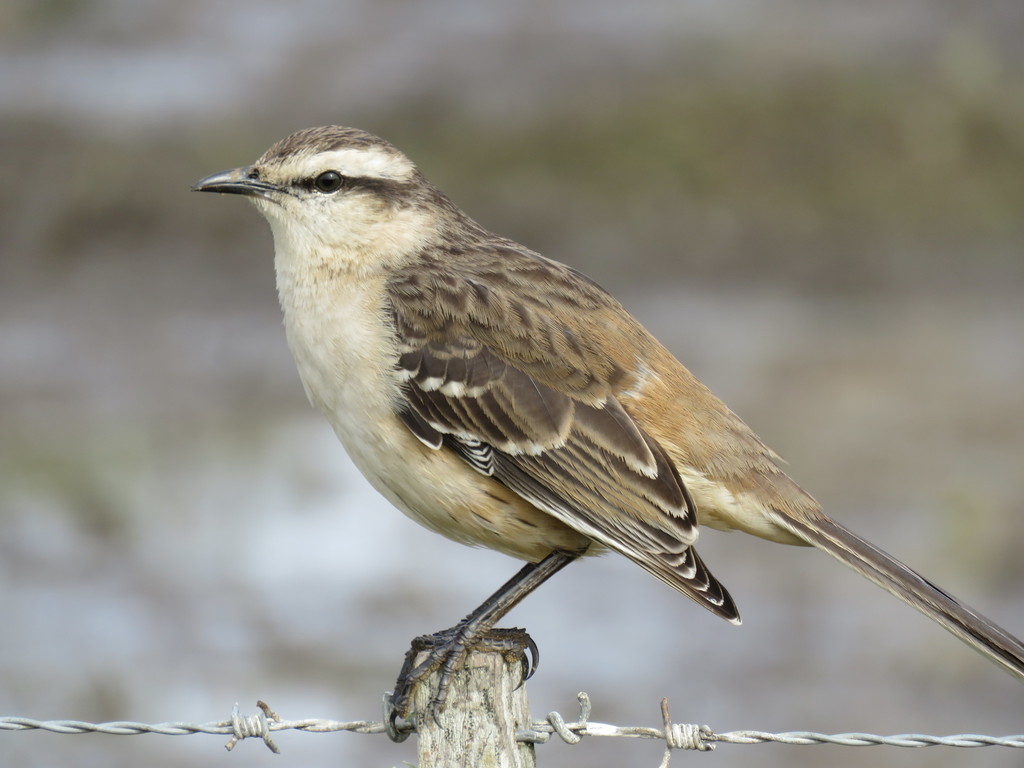 Chalk-browed Mockingbird reference