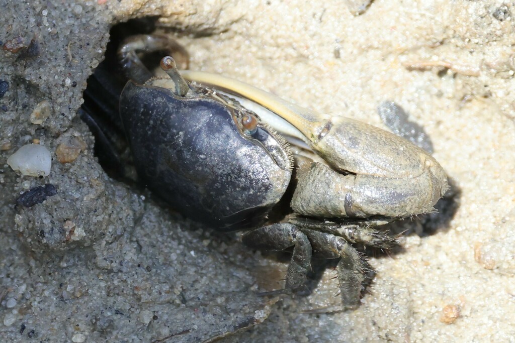 Mud Fiddler Crab reference