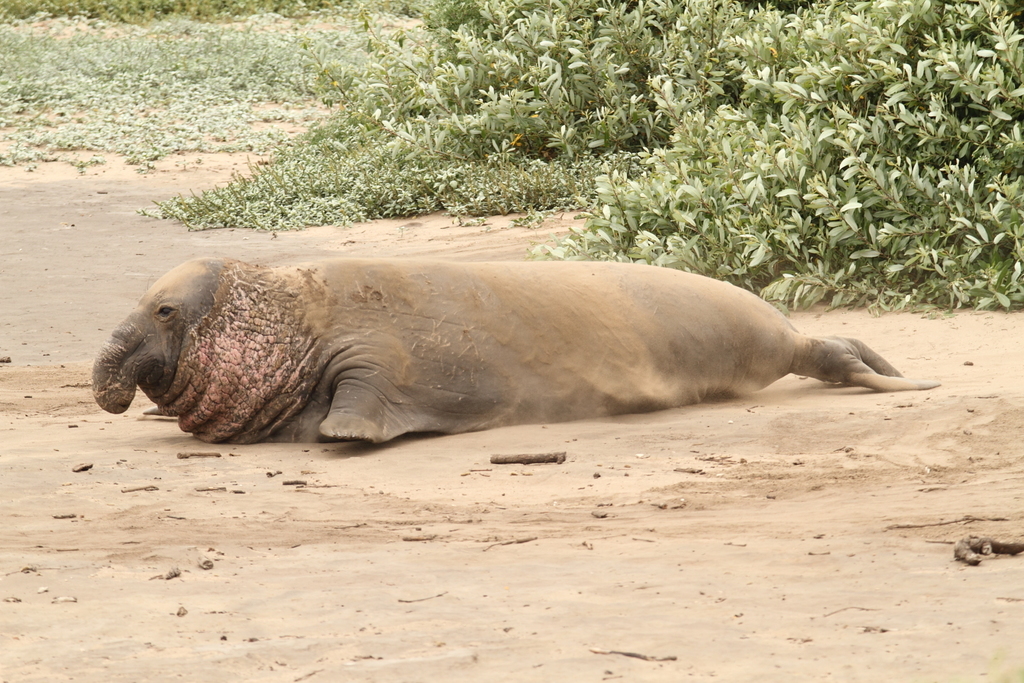 Northern Elephant Seal reference