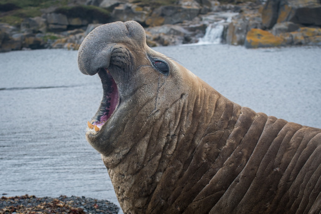 Southern Elephant Seal reference
