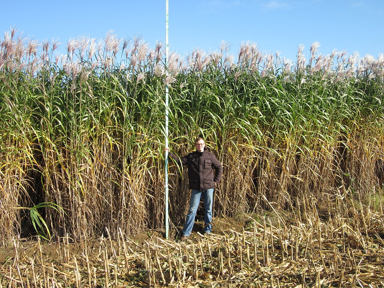 Miscanthus giganteus reference