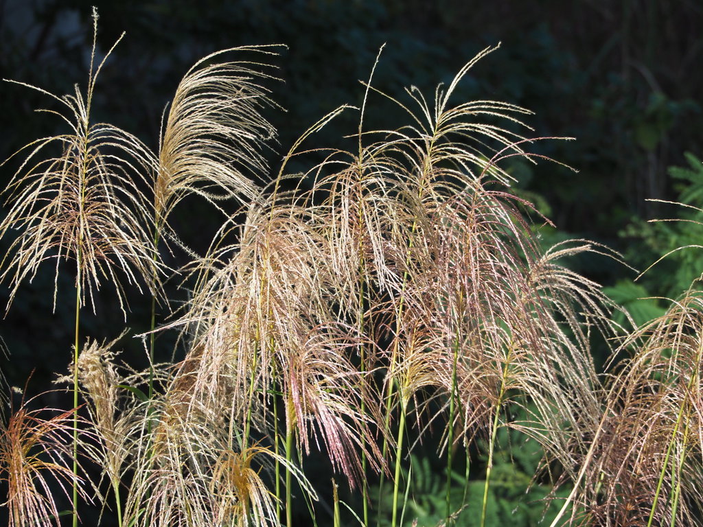 Chinese silver grass reference