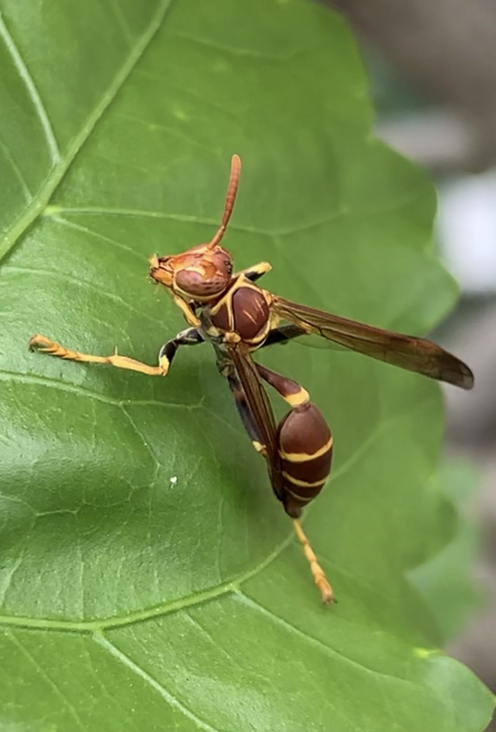 Western Paper Wasp reference