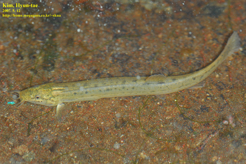 Oriental Weatherfish reference