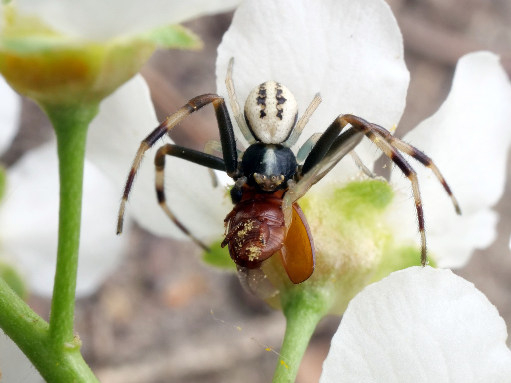 Goldenrod Crab Spider reference