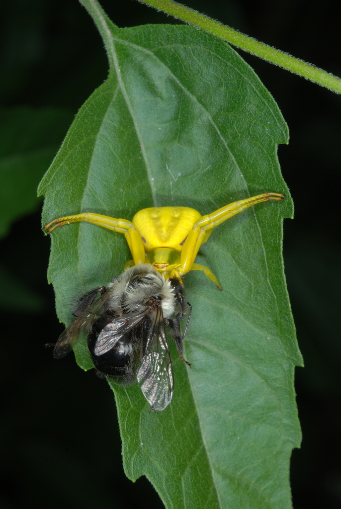 White-banded Crab Spider reference
