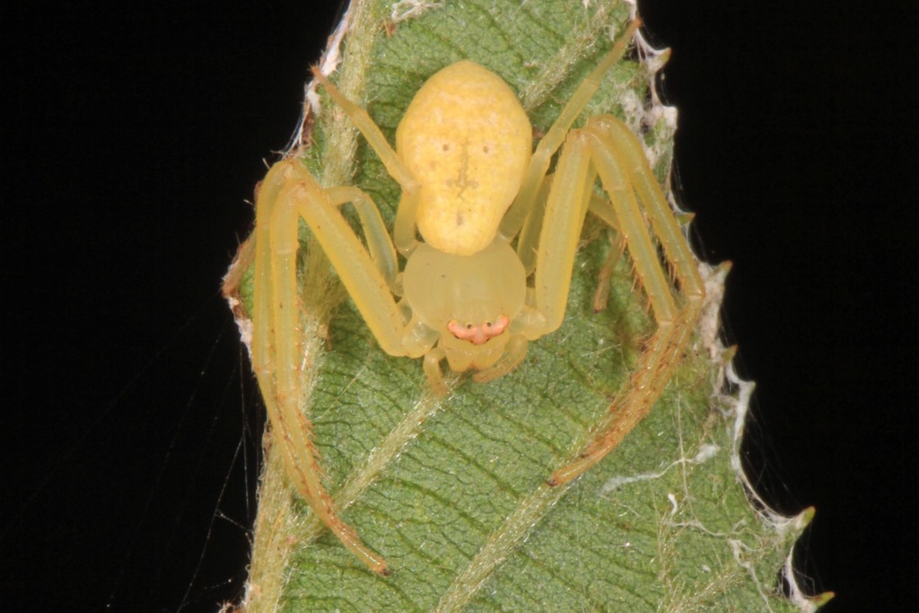 American Green Crab Spider reference