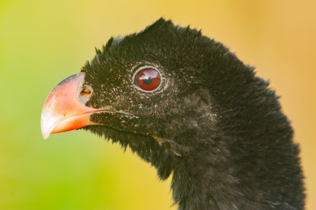 Crestless Curassow reference