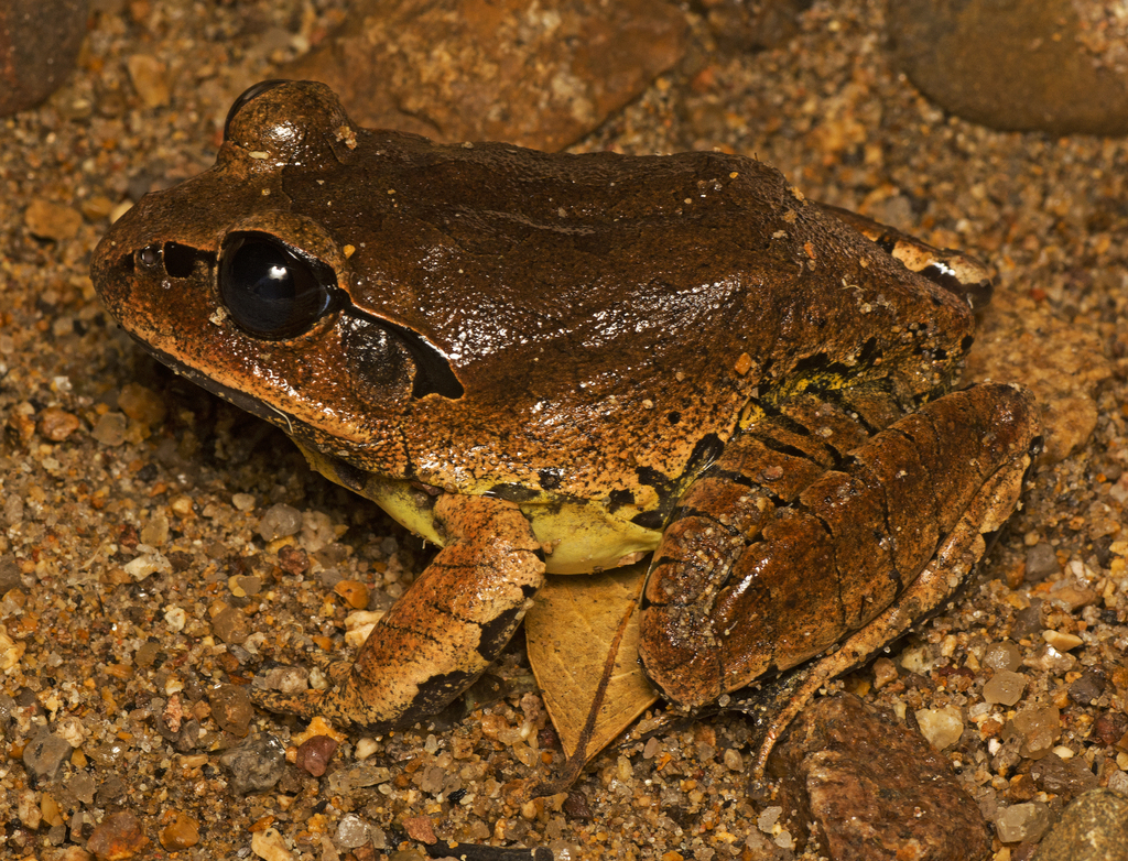 Great Barred Frog reference