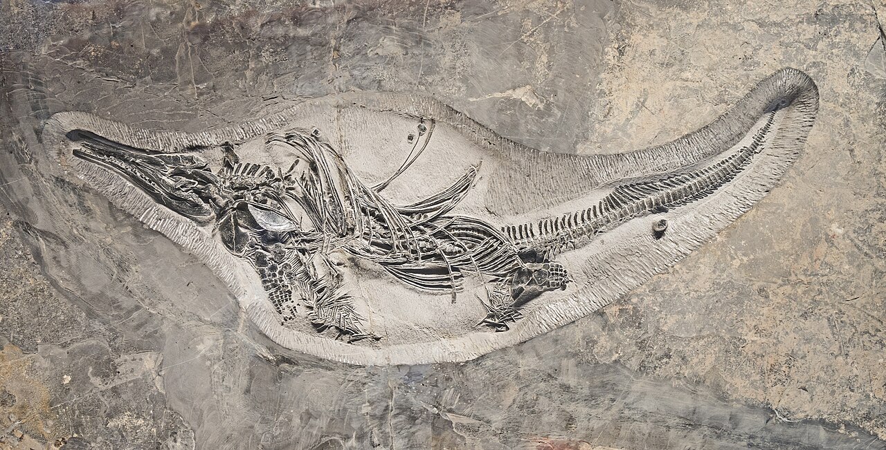 Barracudasauroides reference