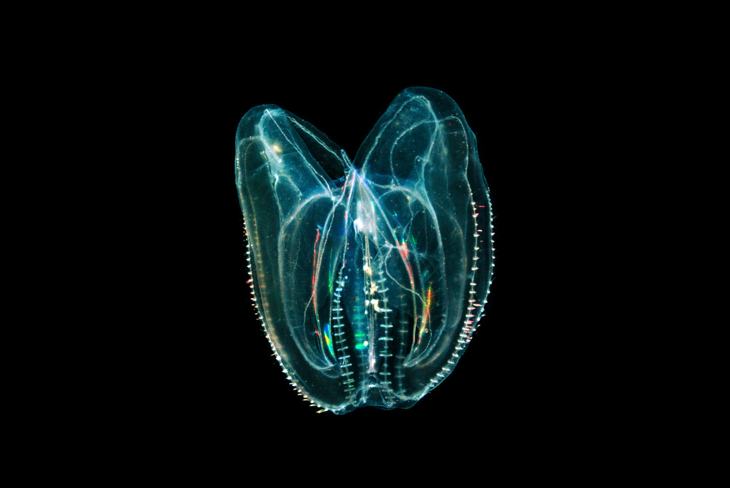 Sea Walnut reference