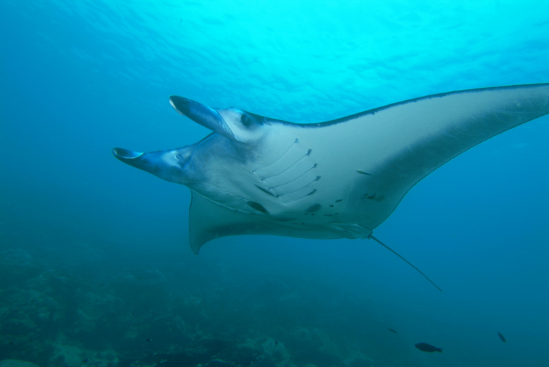Reef Manta Ray reference