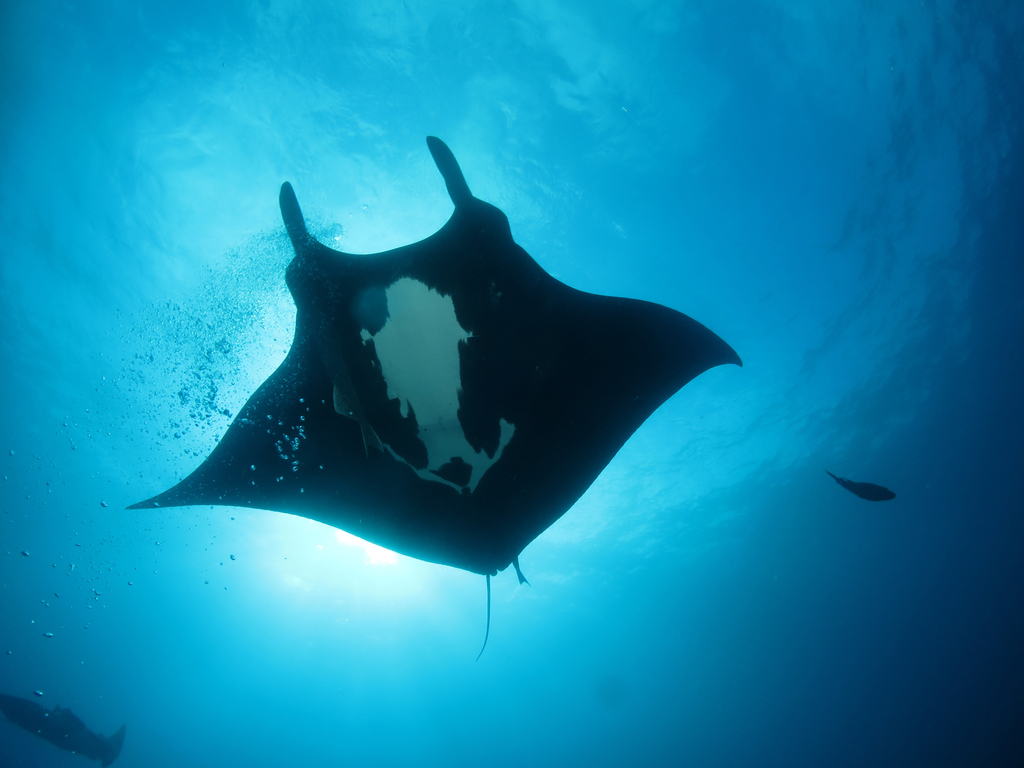 Giant Oceanic Manta Ray reference