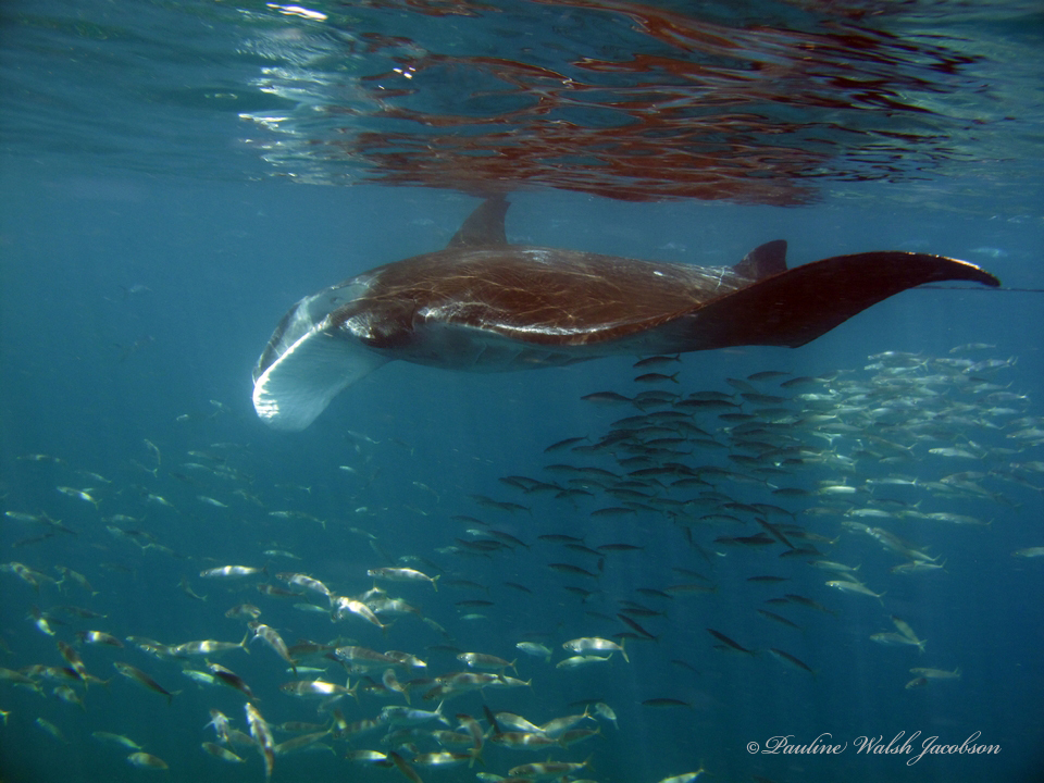 Atlantic Devil Ray reference