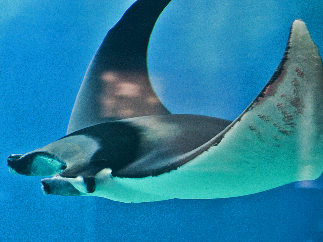 Spinetail Devil Ray reference