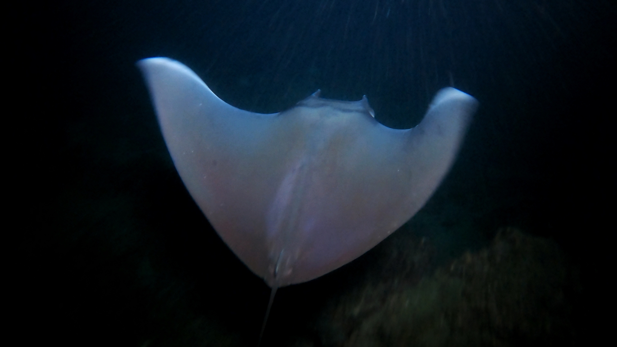 Munk's Devil Ray reference