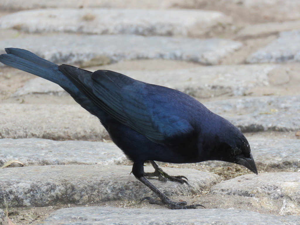 Shiny Cowbird reference