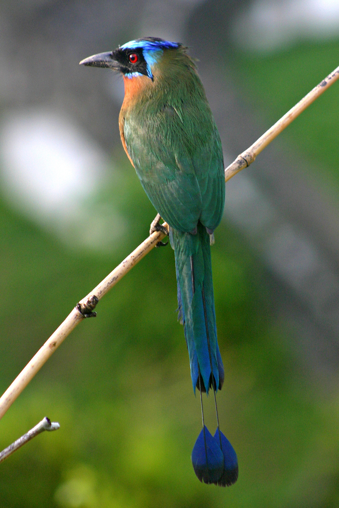 Whooping Motmot reference