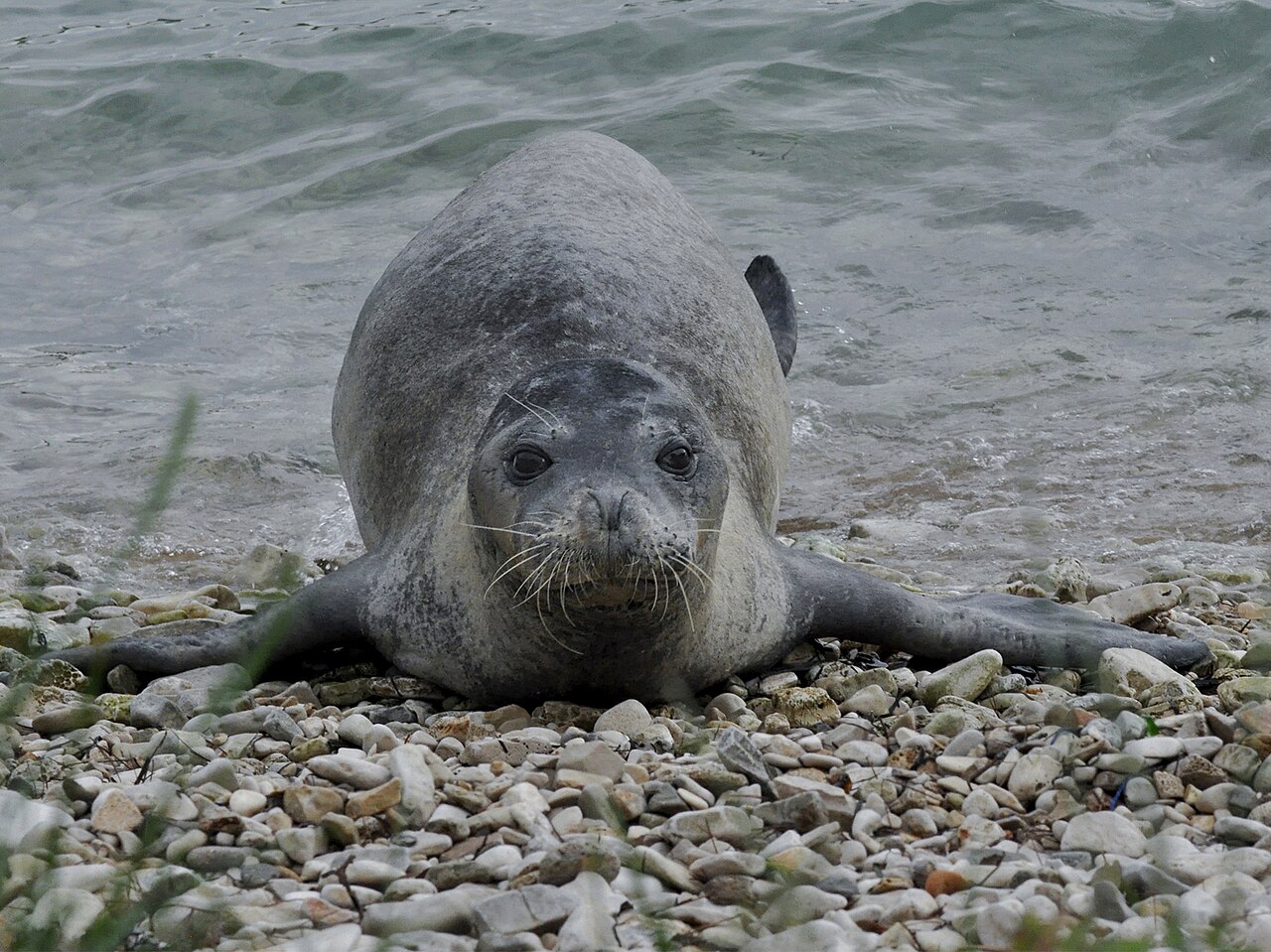 Mediterranean Monk Seal reference