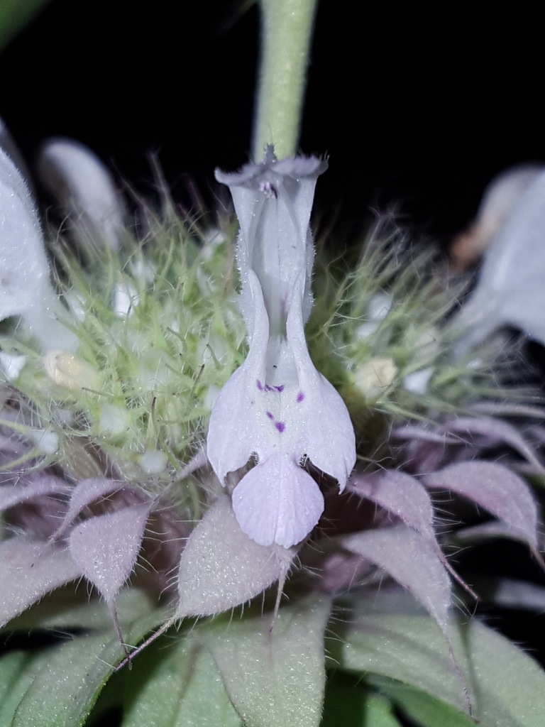 lemon beebalm reference