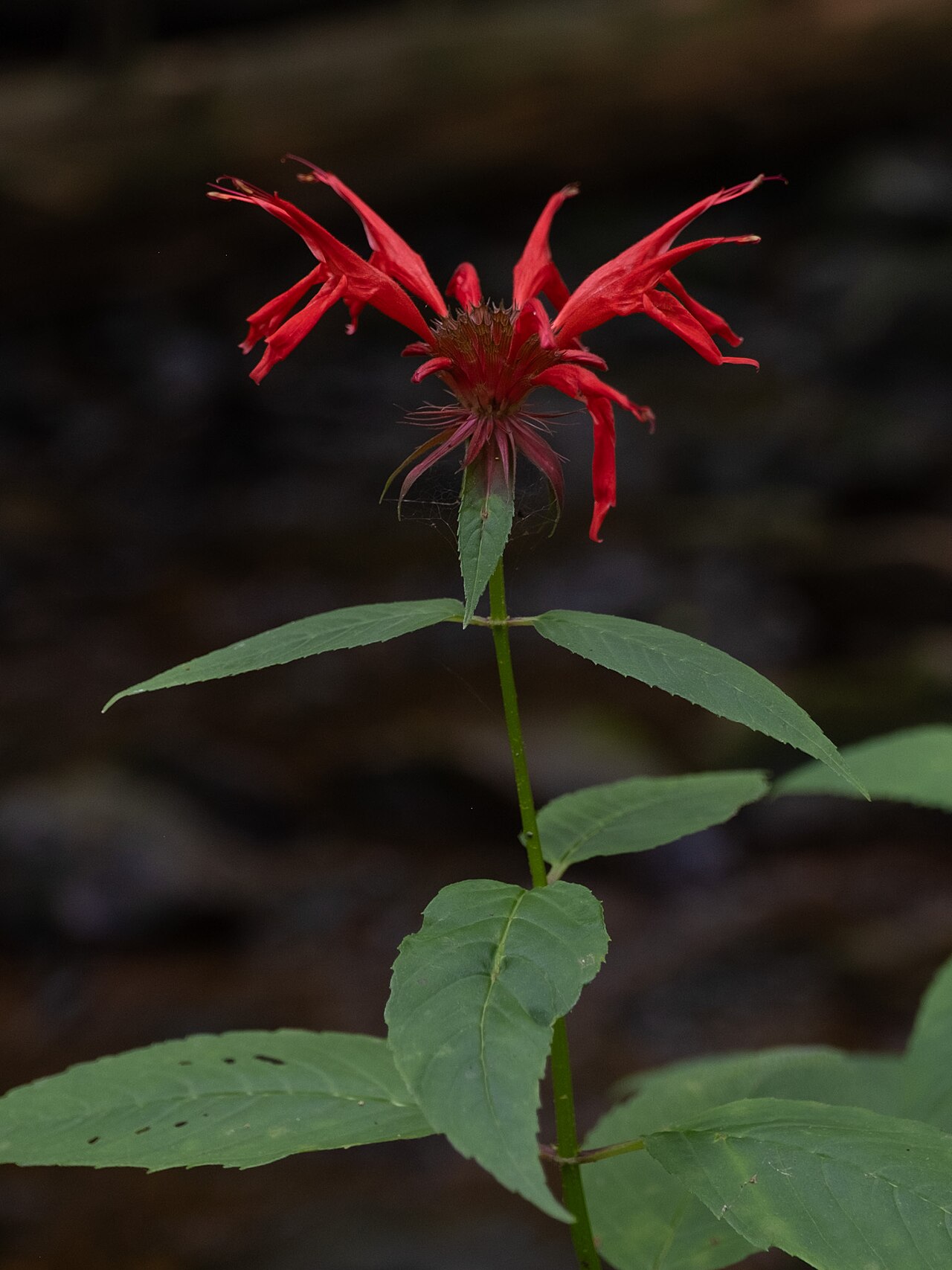 Scarlet Beebalm reference