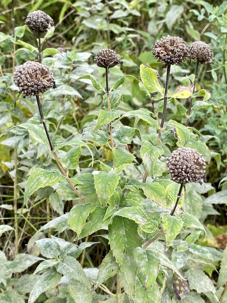 wild bergamot reference