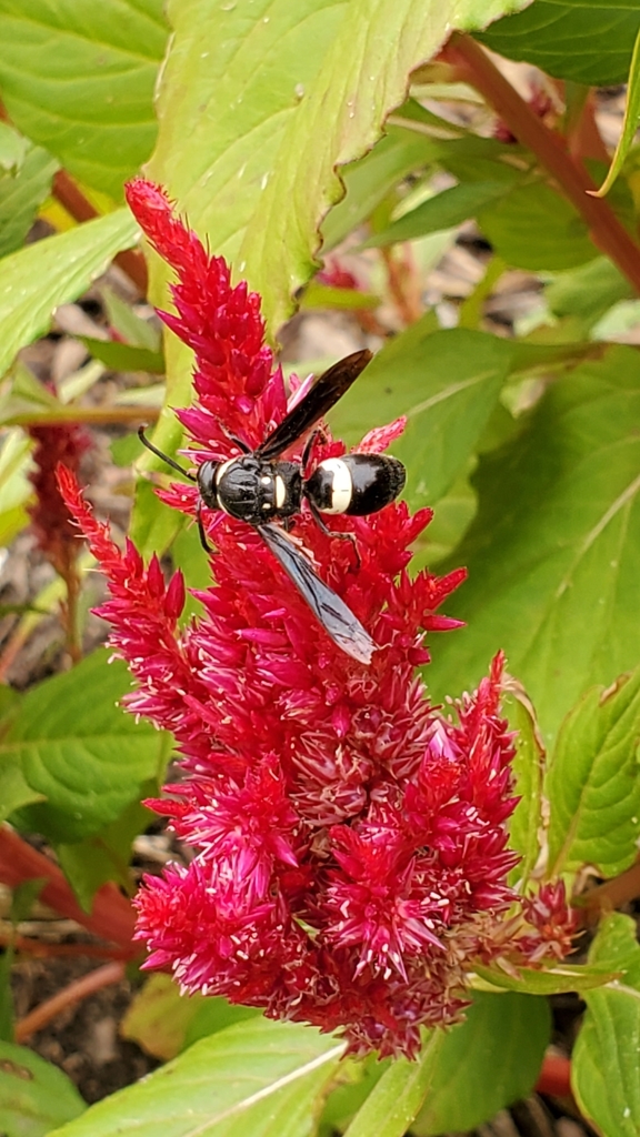 Four-toothed Mason Wasp reference