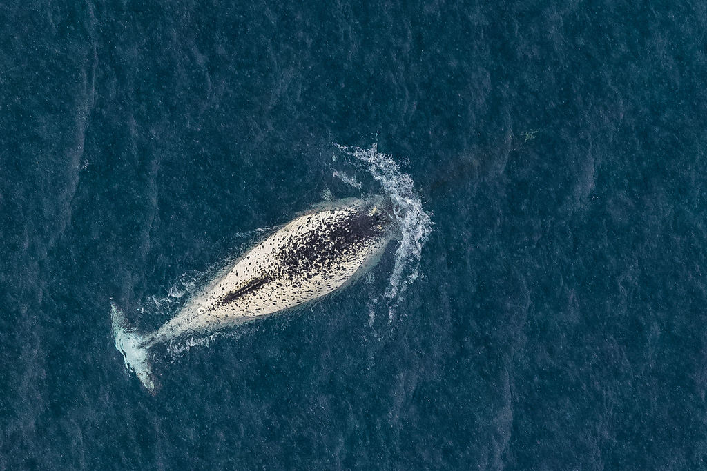 Narwhal reference