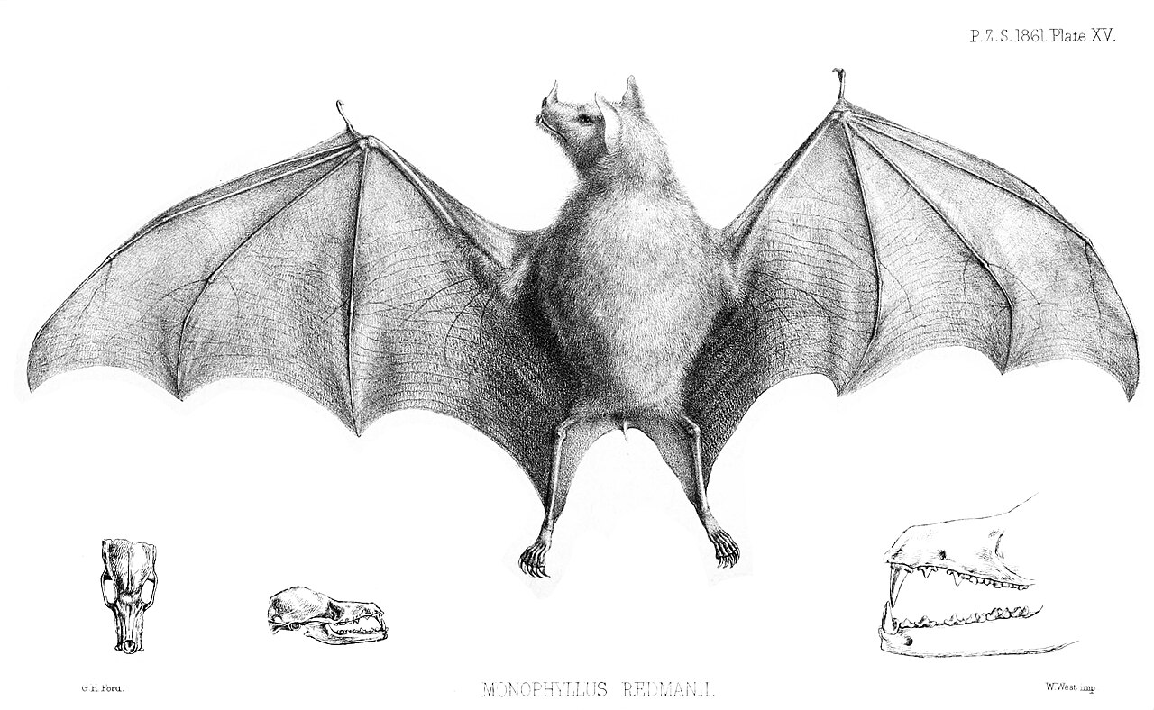 Greater Antillean Long-tongued Bat reference