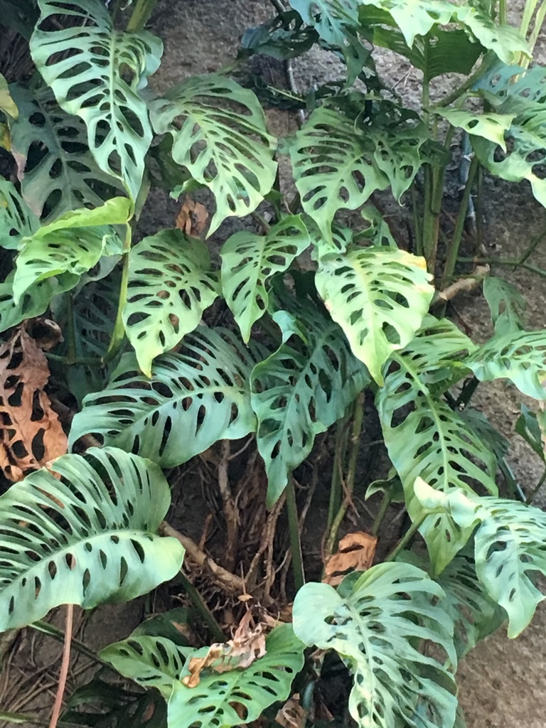 Swiss Cheese-plant reference