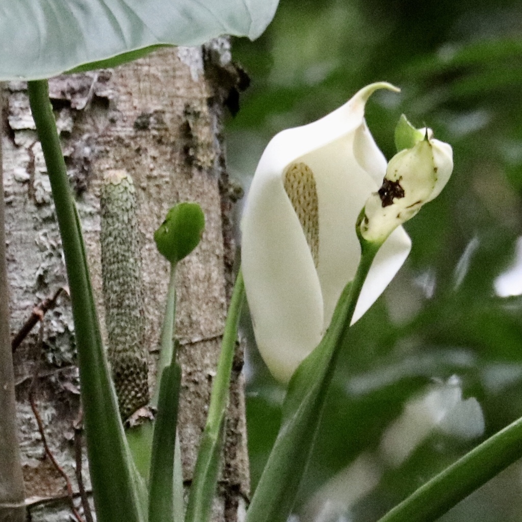 Swiss cheese-plant reference