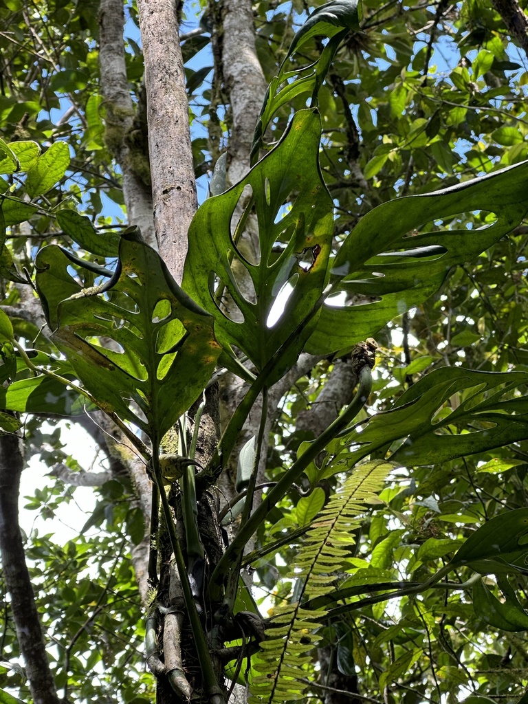 Monstera xanthospatha reference