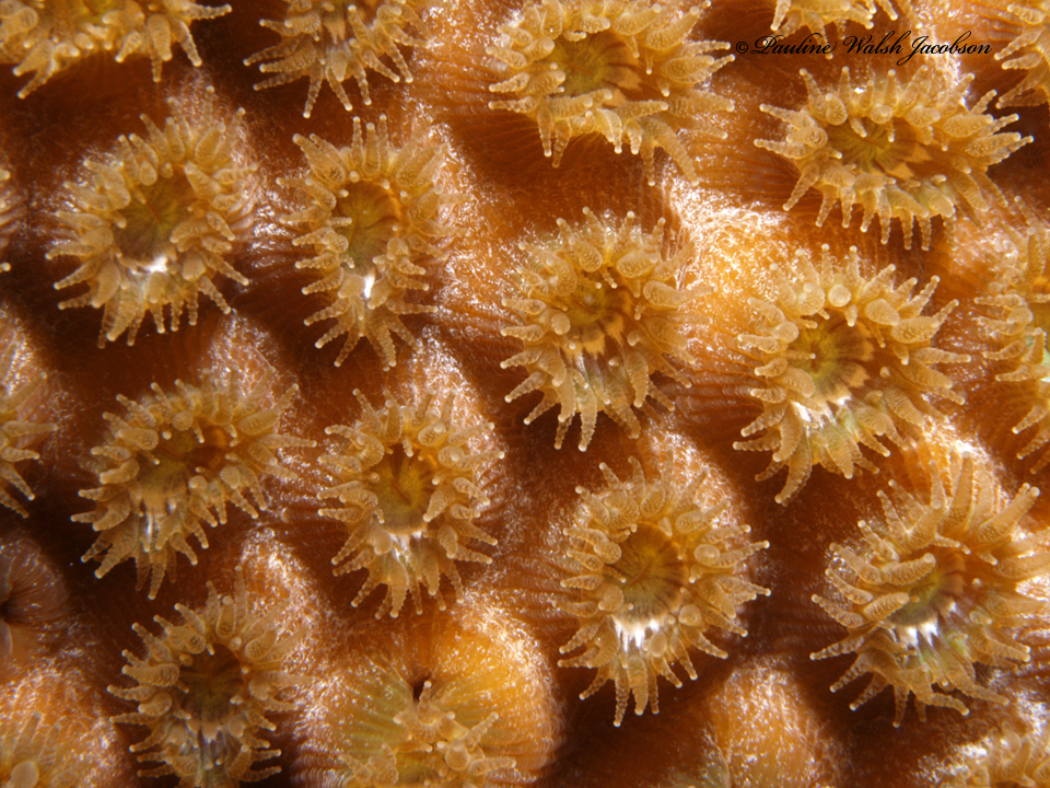 Great Star Coral reference