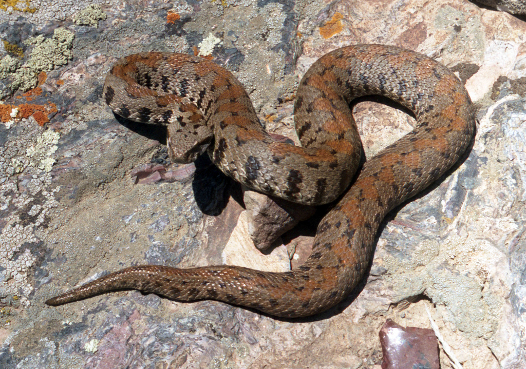 Armenian Viper reference