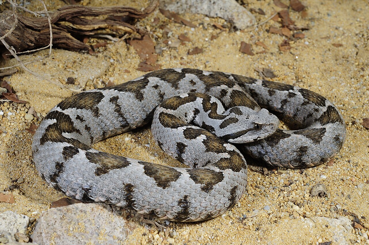 Ottoman Viper reference